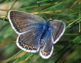 Polyommatus eros O. adulte - Tristan Lafranchis