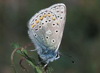 Polyommatus eros O. adulte - Tristan Lafranchis