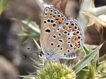 Polyommatus escheri Hb. adulte - Philippe Mothiron