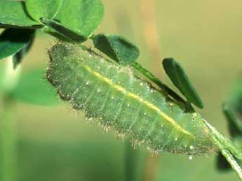  Chenille de Polyommatus escheri Hb. - ©Tristan Lafranchis