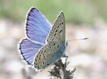 Polyommatus escheri Hb. adulte - ©Philippe Mothiron