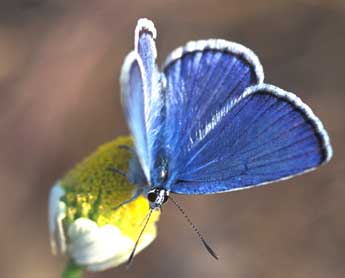 Polyommatus escheri Hb. adulte - ©Tristan Lafranchis