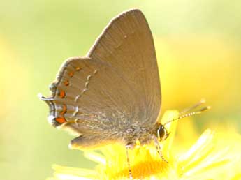 Satyrium esculi Hb. adulte - ©Daniel Morel