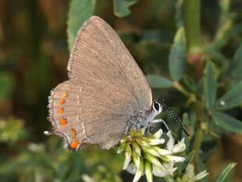 Satyrium esculi Hb. adulte - ©Philippe Mothiron