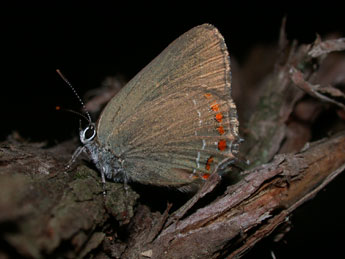 Satyrium esculi Hb. adulte - ©Philippe Mothiron