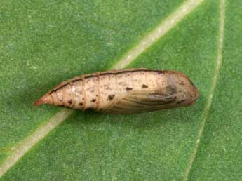  Chrysalide de Phaiogramma etruscaria Z. - Lionel Taurand