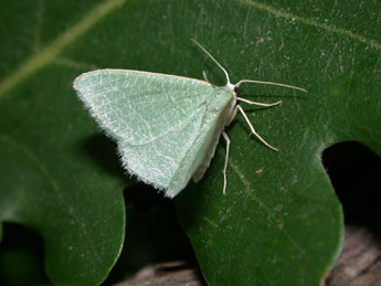 Phaiogramma etruscaria Z. adulte - Philippe Mothiron