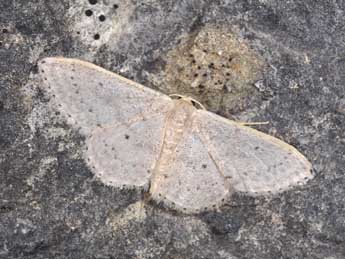 Idaea eugeniata Mill. adulte - ©Philippe Mothiron