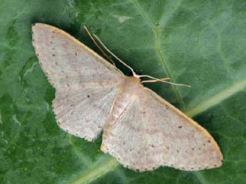 Idaea eugeniata Mill. adulte - ©Daniel Morel