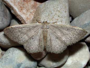 Idaea eugeniata Mill. adulte - ©Philippe Mothiron