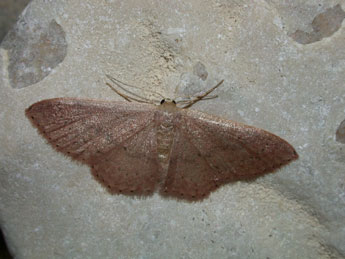 Idaea eugeniata Mill. adulte - ©Philippe Mothiron