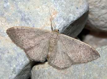 Idaea eugeniata Mill. adulte - ©Philippe Mothiron