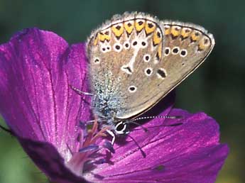 Eumedonia eumedon Esp. adulte - Tristan Lafranchis