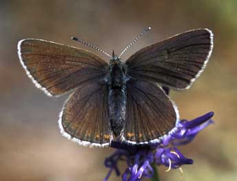 Eumedonia eumedon Esp. adulte - Tristan Lafranchis