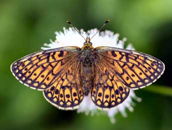 Boloria eunomia Esp. adulte - Daniel Morel