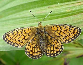 Boloria eunomia Esp. adulte - Jean-Pierre Arnaud