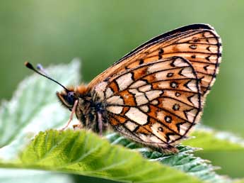 Boloria eunomia Esp. adulte - ©Daniel Morel