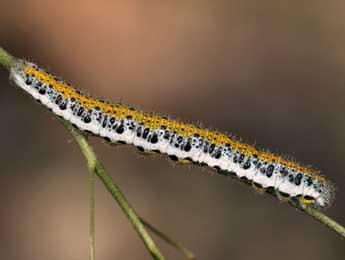  Chenille de Anthocharis euphenoides Stgr - Daniel Morel