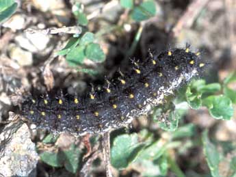  Chenille de Boloria euphrosyne L. - ©Tristan Lafranchis