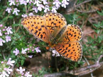 Boloria euphrosyne L. adulte - Philippe Mothiron