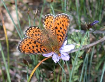 Boloria euphrosyne L. adulte - Philippe Mothiron