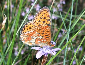 Boloria euphrosyne L. adulte - Philippe Mothiron