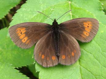 Erebia euryale Esp. adulte - ©Jean-Pierre Arnaud