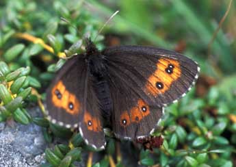 Erebia euryale Esp. adulte - Tristan Lafranchis