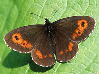 Erebia euryale Esp. adulte - ©Tristan Lafranchis