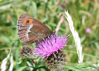 Erebia euryale Esp. adulte - Philippe Mothiron