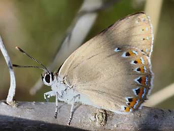 Laeosopis roboris Esp. adulte - ©Daniel Morel