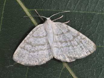 Cabera exanthemata Scop. adulte - Philippe Mothiron