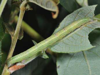  Chenille de Cabera exanthemata Scop. - Philippe Mothiron