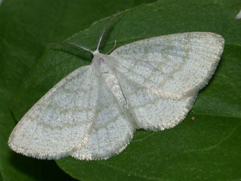 Cabera exanthemata Scop. adulte - ©Philippe Mothiron