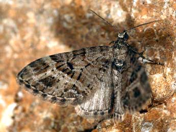 Eupithecia exiguata Hb. adulte - ©Daniel Morel