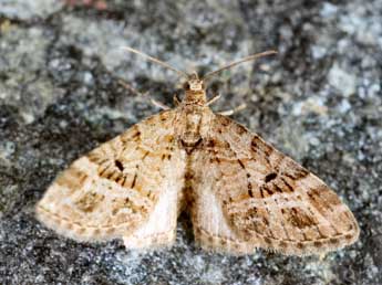 Eupithecia exiguata Hb. adulte - ©Daniel Morel