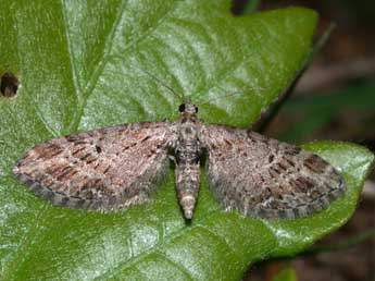 Eupithecia exiguata Hb. adulte - ©Philippe Mothiron