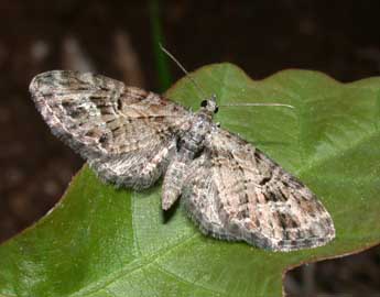 Eupithecia exiguata Hb. adulte - Philippe Mothiron