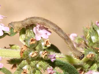  Chenille de Brachyglossina exilaria Gn. - Lionel Taurand