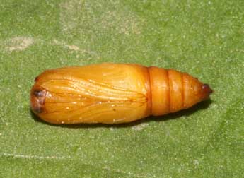  Chrysalide de Brachyglossina exilaria Gn. - ©Lionel Taurand