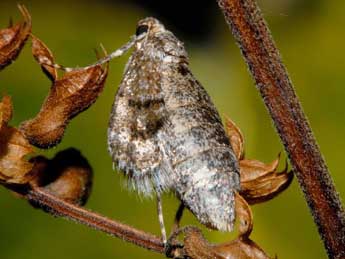 Operophtera fagata Scharfenbe adulte - Franois Spill