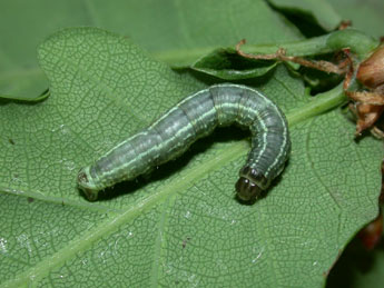  Chenille de Operophtera fagata Scharfenbe - Philippe Mothiron