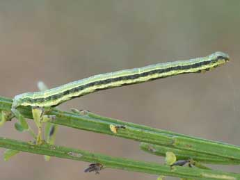  Chenille de Isturgia famula Esp. - Lionel Taurand