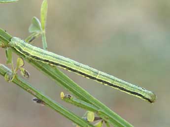  Chenille de Isturgia famula Esp. - ©Lionel Taurand