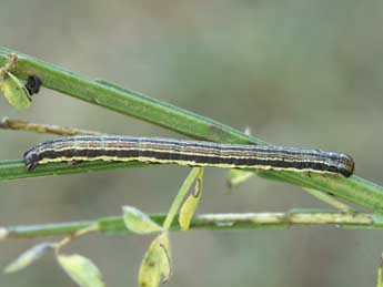  Chenille de Isturgia famula Esp. - Lionel Taurand