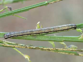  Chenille de Isturgia famula Esp. - ©Lionel Taurand