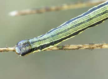  Chenille de Isturgia famula Esp. - ©Lionel Taurand