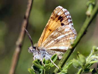 Isturgia famula Esp. adulte - ©Daniel Morel