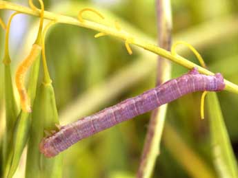  Chenille de Lithostege duponcheli Prout - Daniel Morel