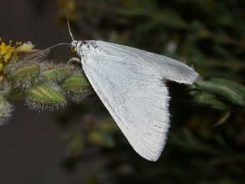 Lithostege duponcheli Prout adulte - Philippe Mothiron